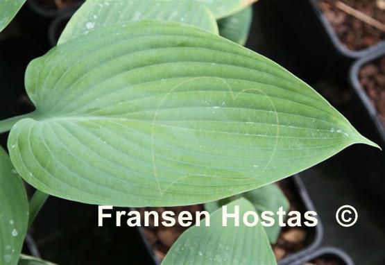 Hosta Gosan Sunproof